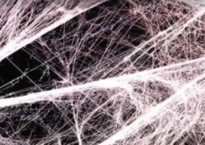 Fascia under the microscope – an elastic network that connects the entire body.
